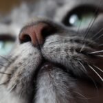 Your Cat's Sense of Smell Is Their Superpower: What They 'See' With Their Nose