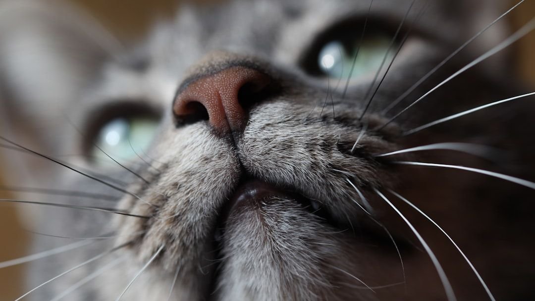 Your Cat's Sense of Smell Is Their Superpower: What They 'See' With Their Nose