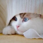 10 Reasons Why Your Cat Might Be Hiding (and How to Coax Them Out)