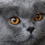 Your Cat's Stare Isn't Empty: They See Worlds We Can't Imagine