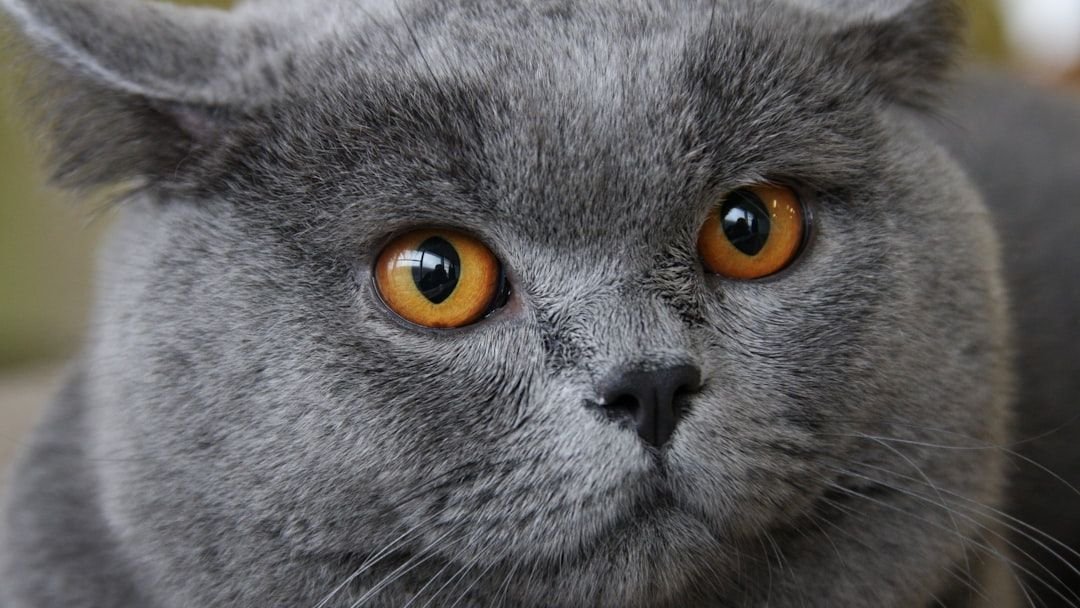 Your Cat's Stare Isn't Empty: They See Worlds We Can't Imagine