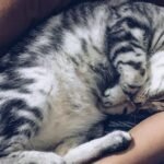 7 Behaviors That Show Your Cat Feels Completely Safe and Secure with You