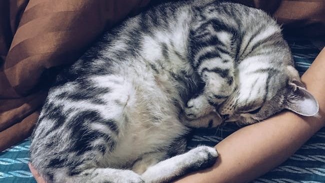 7 Behaviors That Show Your Cat Feels Completely Safe and Secure with You