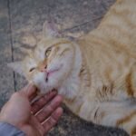 Cats Have a Memory Like an Elephant: They Remember Every Kindness