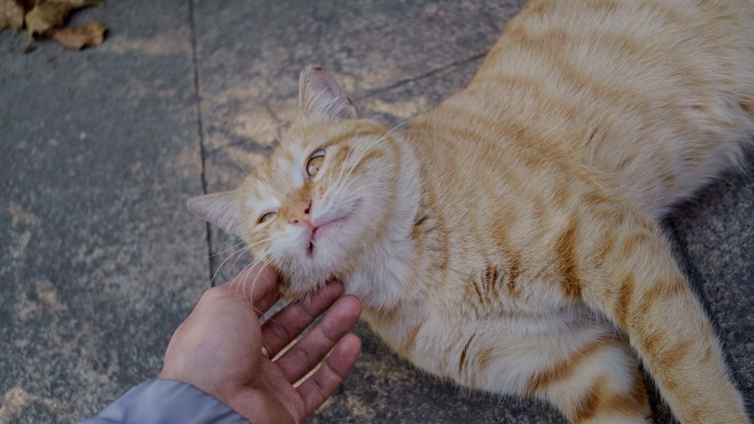 Cats Have a Memory Like an Elephant: They Remember Every Kindness