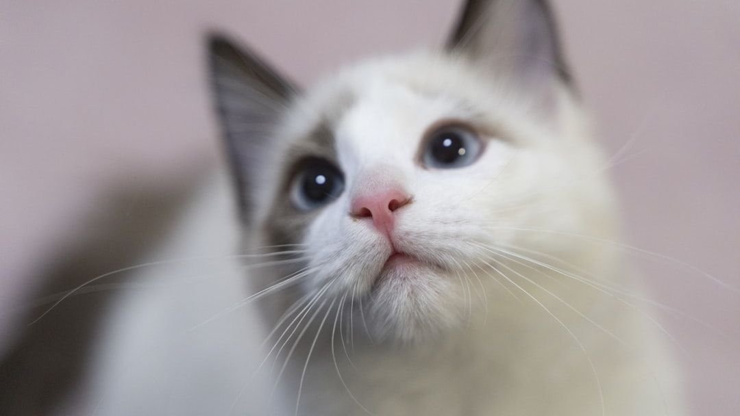 7 Surprising Sounds Your Cat Understands (Even If They Pretend Not To)