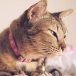 Your Cat's Purr Isn't Just for Happiness: It's a Secret Communication Code