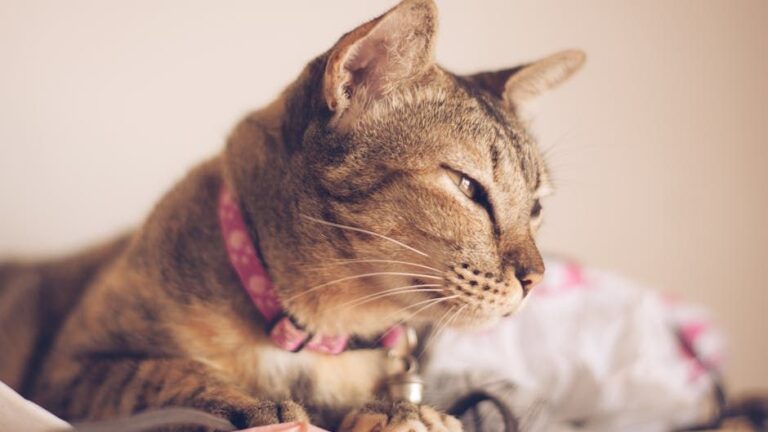 Your Cat's Purr Isn't Just for Happiness: It's a Secret Communication Code