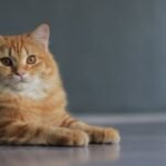 Stop Believing These 5 Common Myths About Independent Feline Personalities
