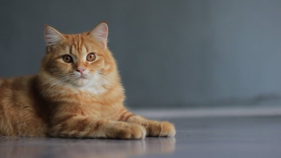 Stop Believing These 5 Common Myths About Independent Feline Personalities