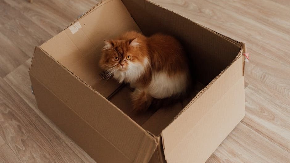 Your Cat's Obsession with Boxes Isn't Random: It's Ancient Instinct
