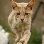 8 Amazing Feats of Agility Your Older Cat Still Masters (Despite the Naps)