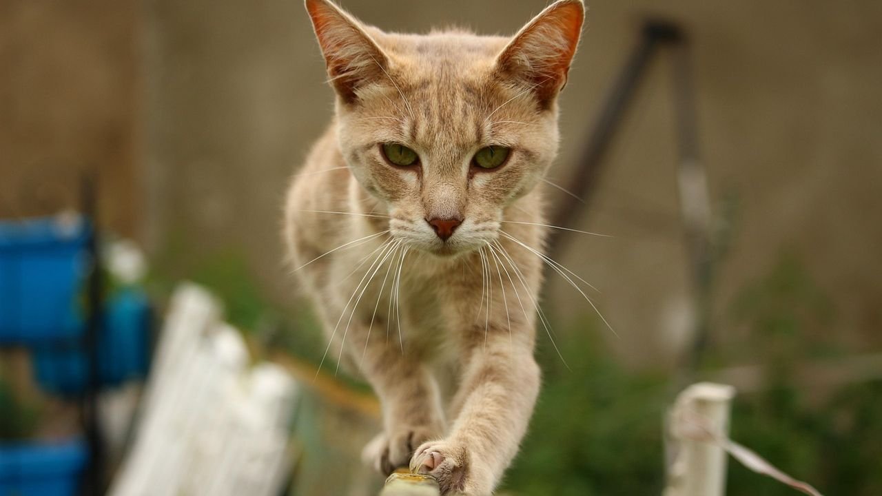 8 Amazing Feats of Agility Your Older Cat Still Masters (Despite the Naps)