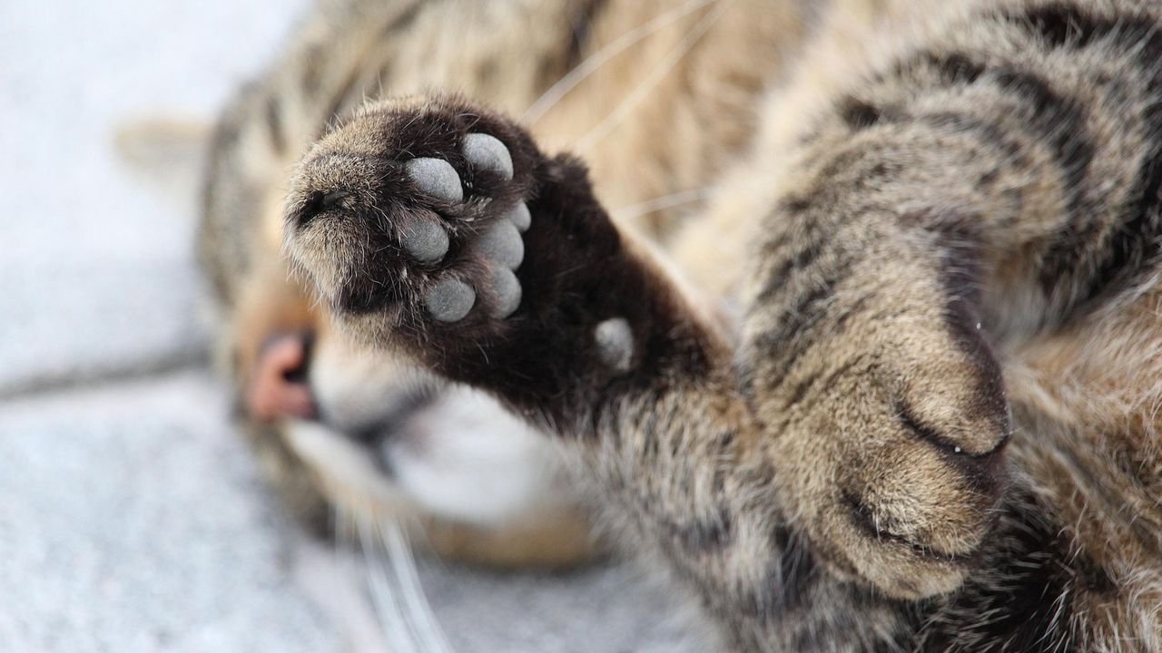 Why That Innocent Bat of Your Cat's Paw Is Actually a Calculated Move