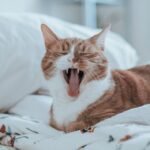 Your Cat's Early Morning Meow Is Not a Demand, It's a Routine Check-In