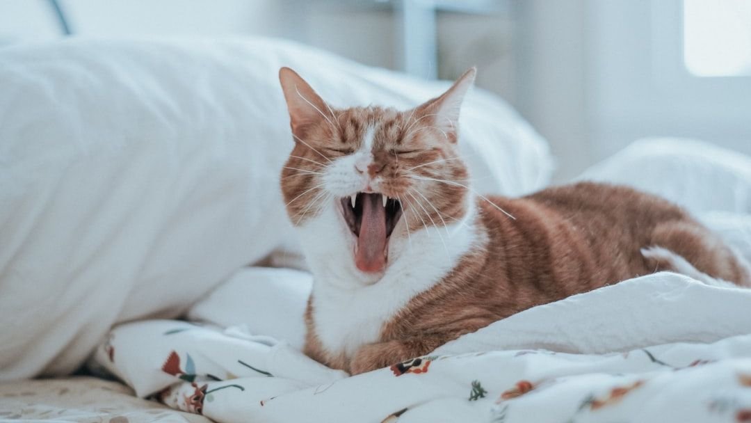 Your Cat's Early Morning Meow Is Not a Demand, It's a Routine Check-In