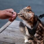 The Unseen Bond: How Your Cat Recognizes Your Unique Scent Profile