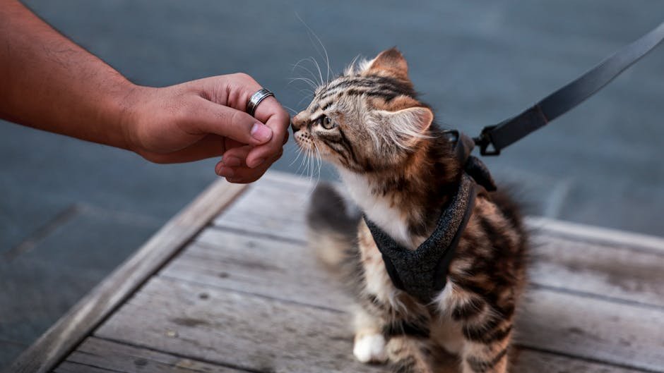 The Unseen Bond: How Your Cat Recognizes Your Unique Scent Profile