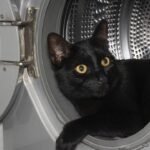 10 Unexpected Places Your Cat Hides for Peace (And Why They Need It)