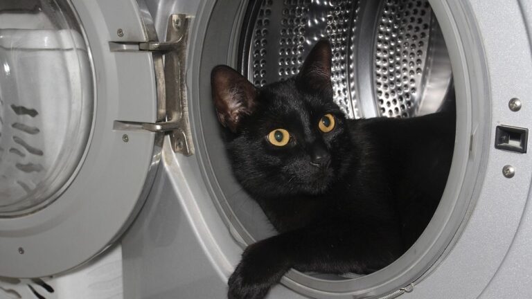10 Unexpected Places Your Cat Hides for Peace (And Why They Need It)