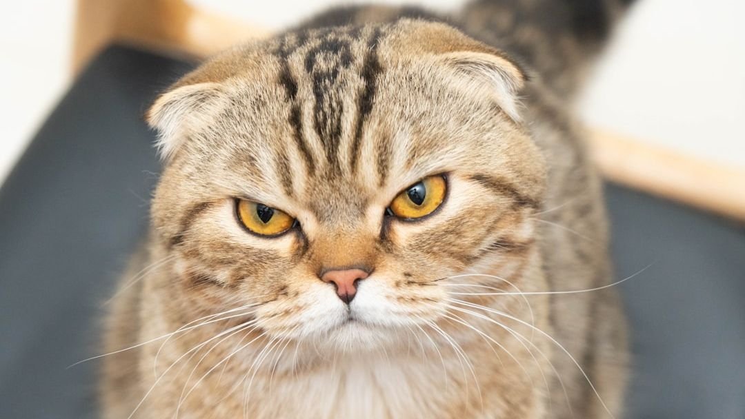 That 'Grumpy' Face Your Cat Makes? It's Actually a Sign of Deep Thought