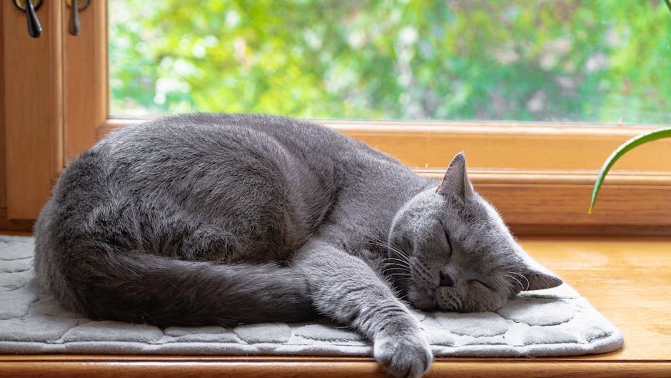 Your Cat's Favorite Napping Spot Is a Window Into Their Inner World