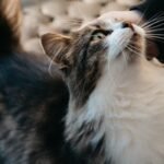 7 Ways to Speak Your Cat's Language and Deepen Your Bond