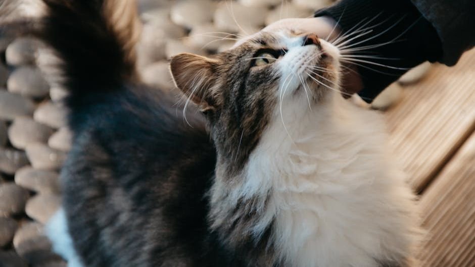 7 Ways to Speak Your Cat's Language and Deepen Your Bond