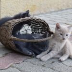 9 Cozy Spots Your Cat Seeks Out When They Need Extra Comfort