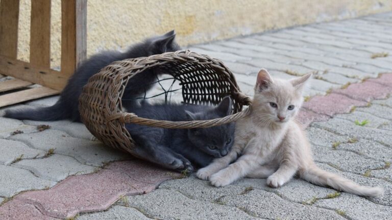 9 Cozy Spots Your Cat Seeks Out When They Need Extra Comfort