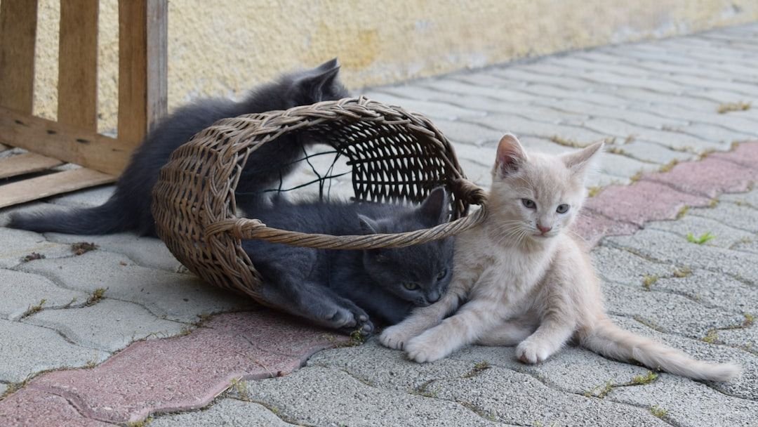 9 Cozy Spots Your Cat Seeks Out When They Need Extra Comfort