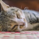 Cats Don't Just Sleep: They're Mastering The Art of Relaxation