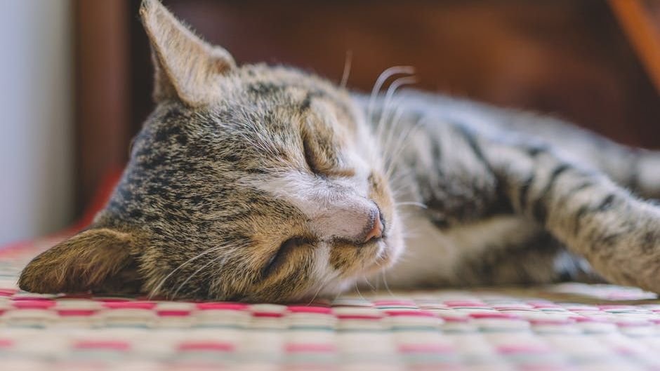 Cats Don't Just Sleep: They're Mastering The Art of Relaxation