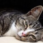 That Slow Blink From Your Cat Is a Secret Message: Uncover Its Meaning