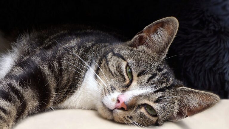 That Slow Blink From Your Cat Is a Secret Message: Uncover Its Meaning
