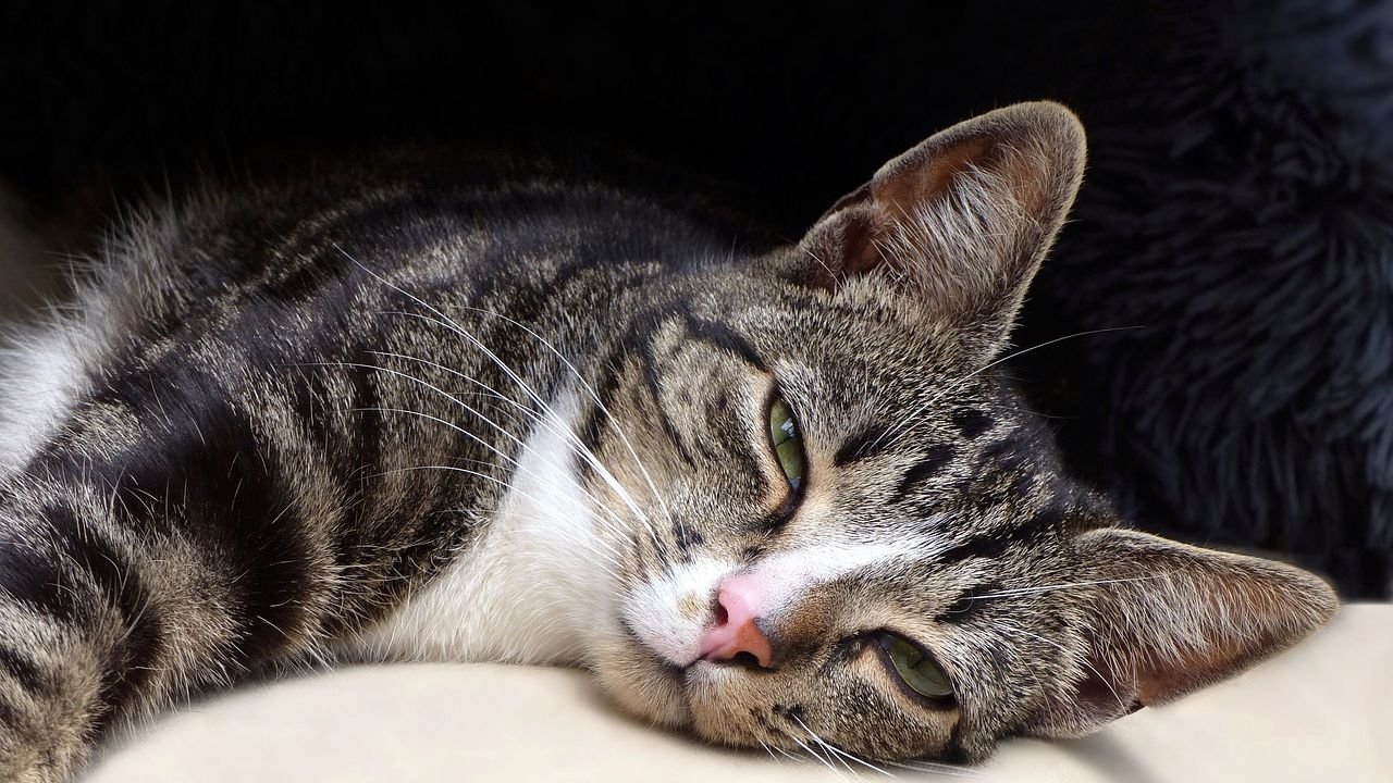 That Slow Blink From Your Cat Is a Secret Message: Uncover Its Meaning