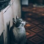 Your Cat's Nightly Habits Reveal Their Deepest Instincts and Affections