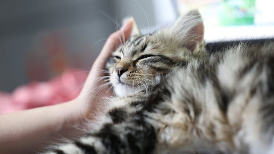 Cats Don't Just Tolerate Routines; They Thrive on Predictable Comforts