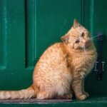 8 Curious Behaviors That Prove Your Cat Is Indeed a Tiny Guardian