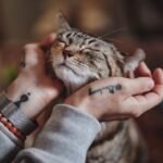 12 Ways Cats Show They Trust You Completely (Even When They're Aloof)