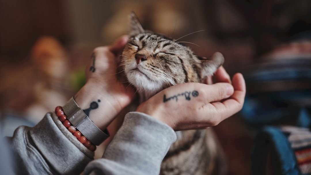 12 Ways Cats Show They Trust You Completely (Even When They're Aloof)