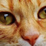 9 Fascinating Facts About Your Cat's Amazing Sense of Smell