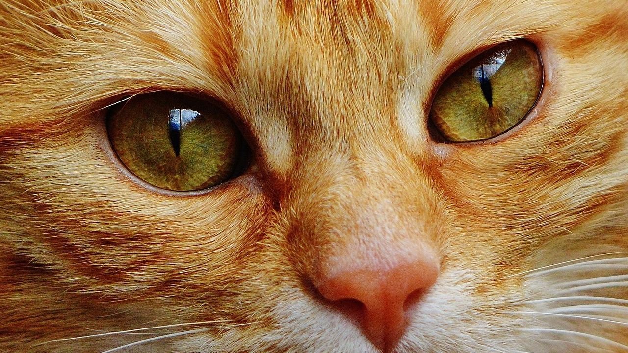 9 Fascinating Facts About Your Cat's Amazing Sense of Smell
