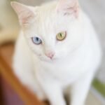 8 Rare Cat Breeds You Might Not Know But Will Absolutely Adore