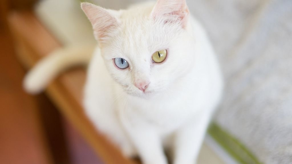 8 Rare Cat Breeds You Might Not Know But Will Absolutely Adore