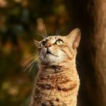 5 Signs Your Cat Is Secretly a Genius (and You Didn't Even Know)