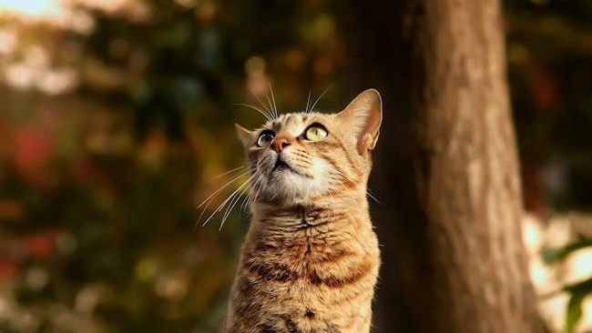 5 Signs Your Cat Is Secretly a Genius (and You Didn't Even Know)