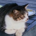 7 Things Your Vet Wishes You Knew About Your Senior Cat's Health