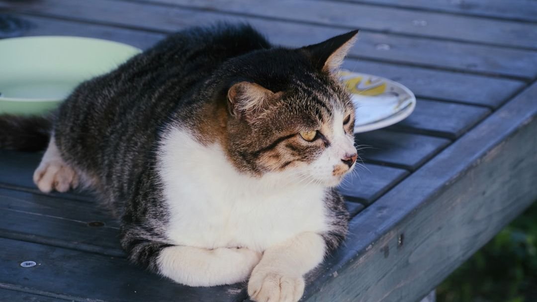 7 Things Your Vet Wishes You Knew About Your Senior Cat's Health