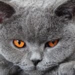 10 Cat Breeds That Are Uniquely Suited for Quiet, Companion-Seeking Owners